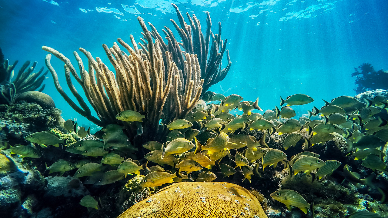 Key West Florida Coral Reef With Tropical Fish