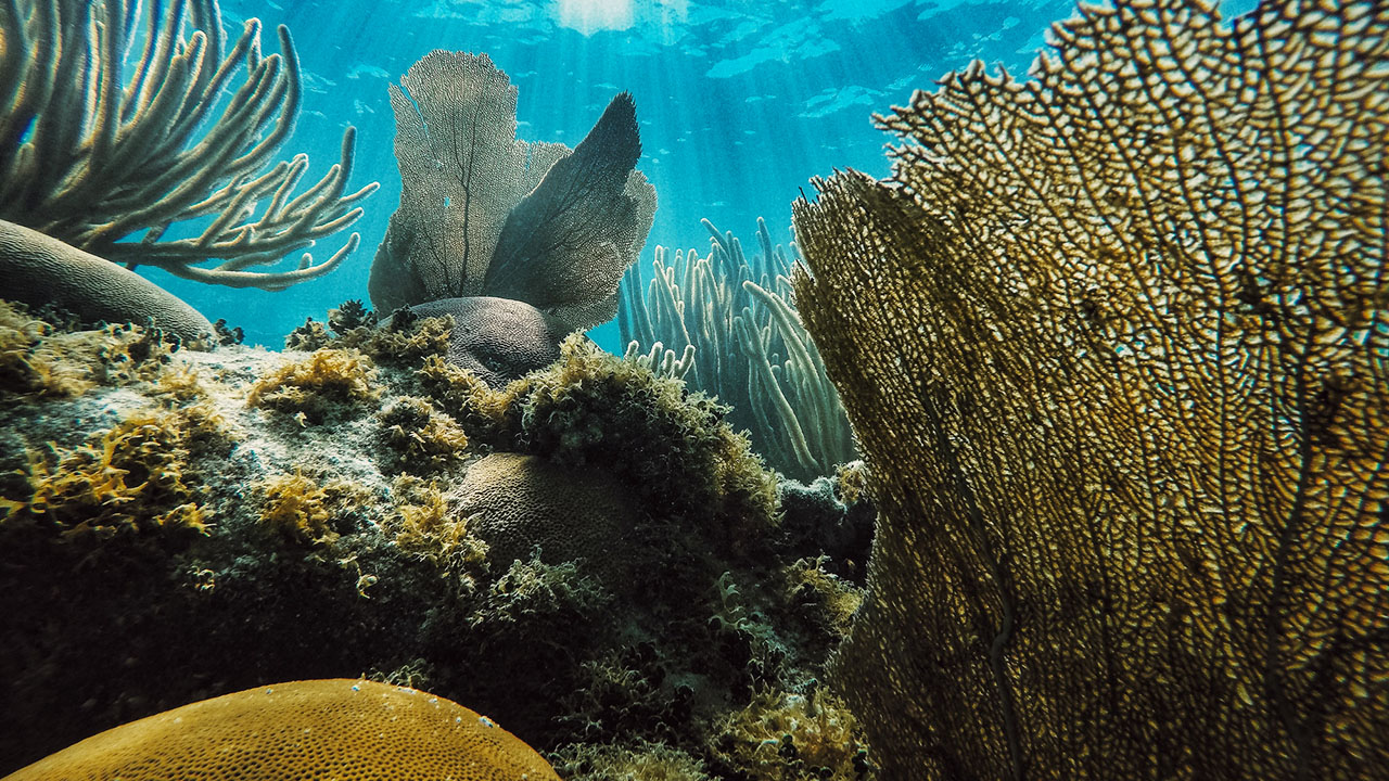 Key West Florida Reef