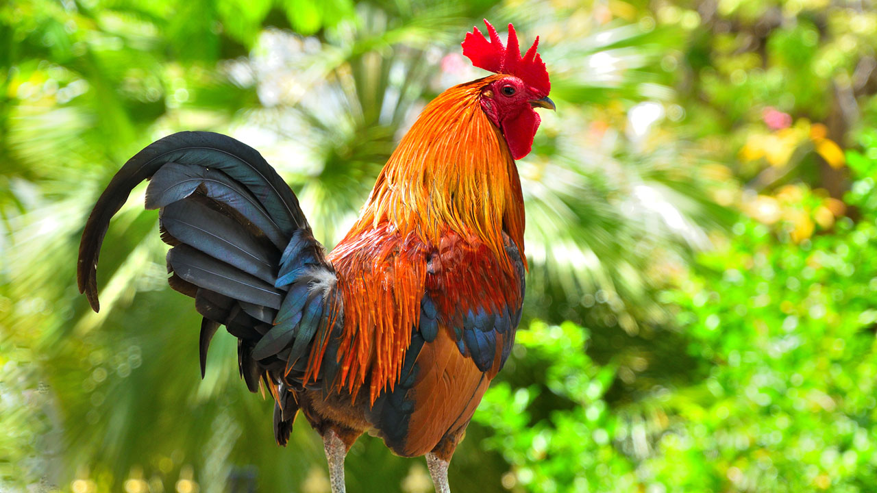 Key West Wild Roosters