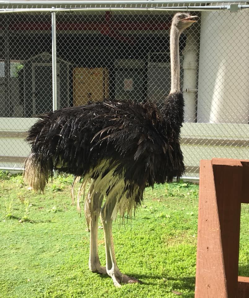 Sheriff's Animal Farm - Stock Island, Florida