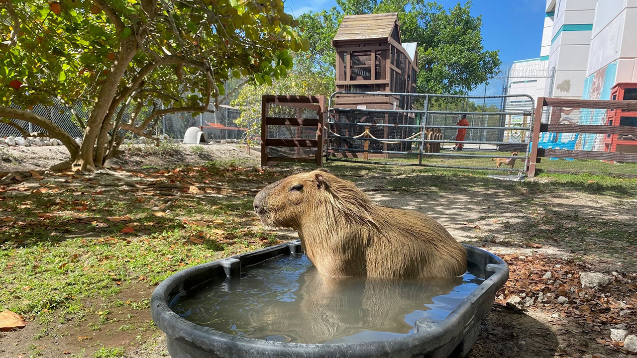 Sheriff's Animal Farm - Stock Island, Florida